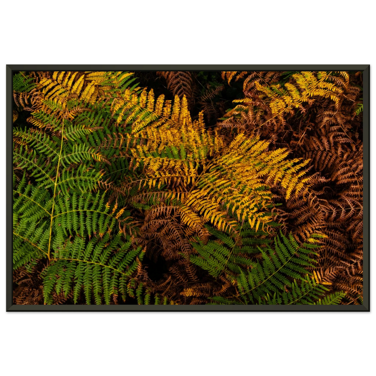 Rich colorful texture of autumnal fern leaves in England - Fine art photography print by Paulo Côrte-Real