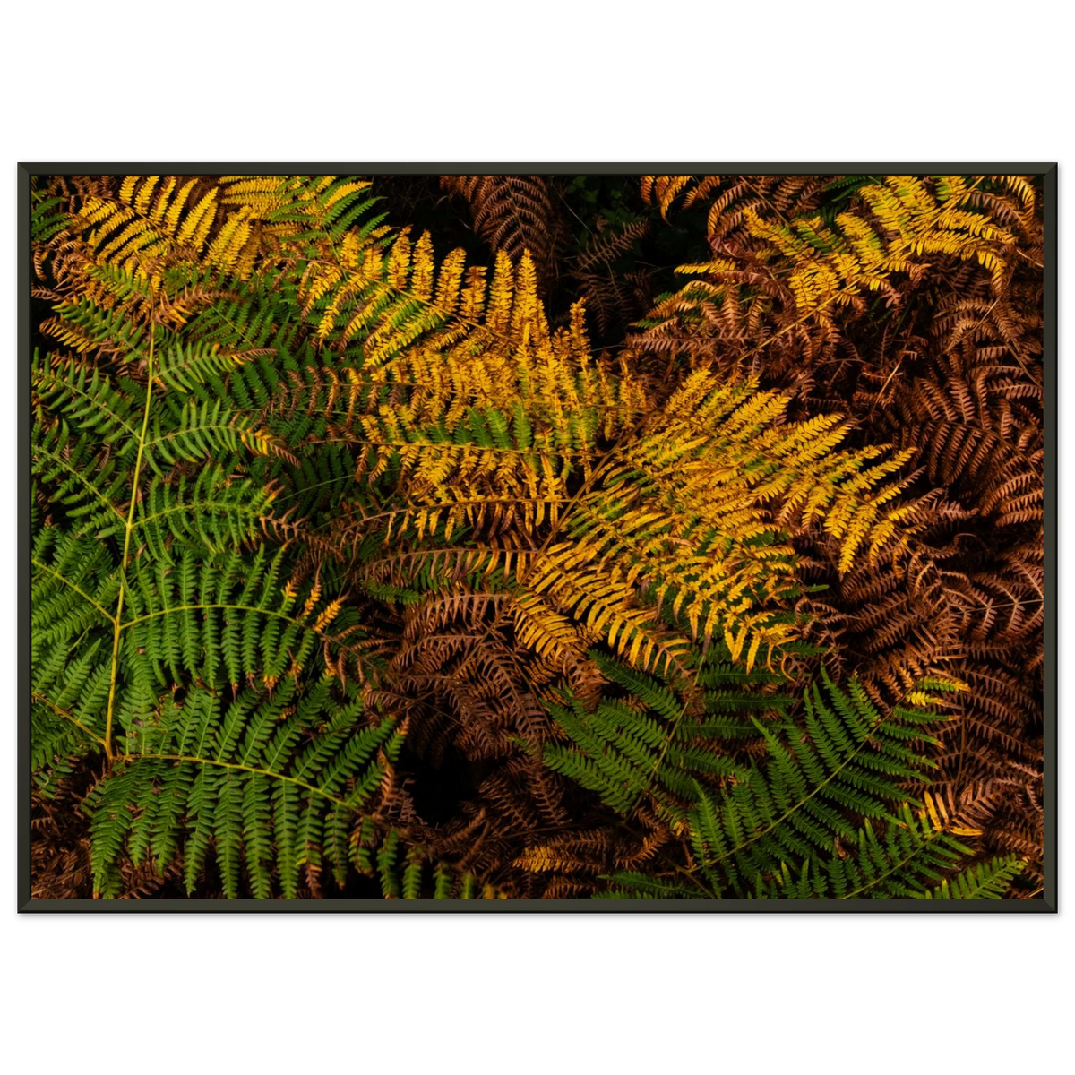 Rich colorful texture of autumnal fern leaves in England - Fine art photography print by Paulo Côrte-Real