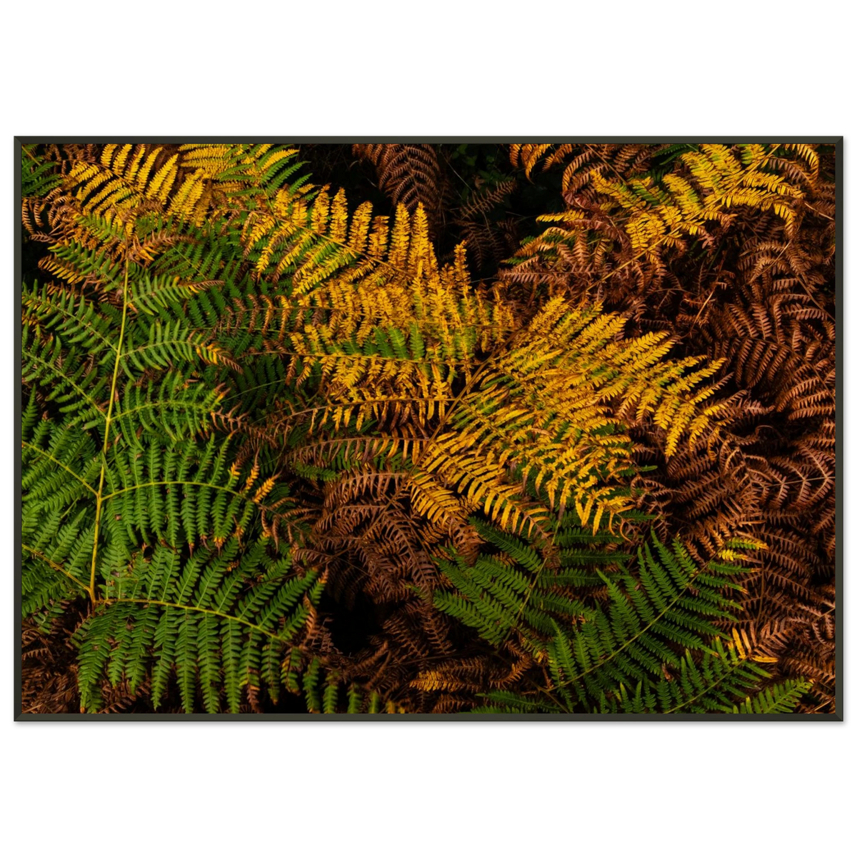 Rich colorful texture of autumnal fern leaves in England - Fine art photography print by Paulo Côrte-Real
