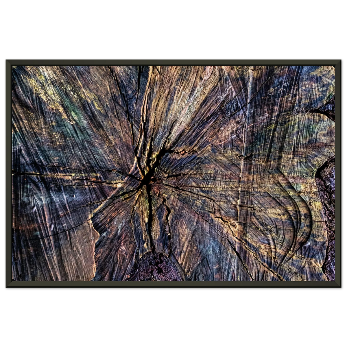 Rich natural texture and growth rings of a cut tree trunk - Abstract fine art photography print by Paulo Côrte-Real