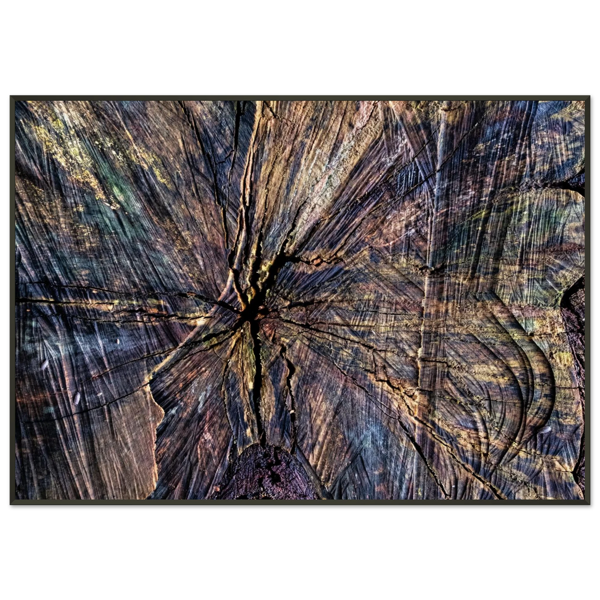 Rich natural texture and growth rings of a cut tree trunk - Abstract fine art photography print by Paulo Côrte-Real