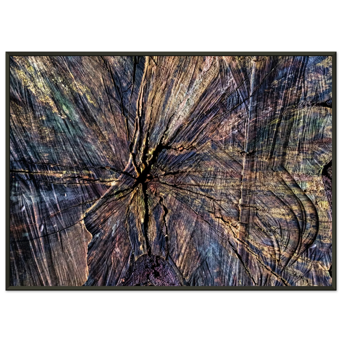 Rich natural texture and growth rings of a cut tree trunk - Abstract fine art photography print by Paulo Côrte-Real